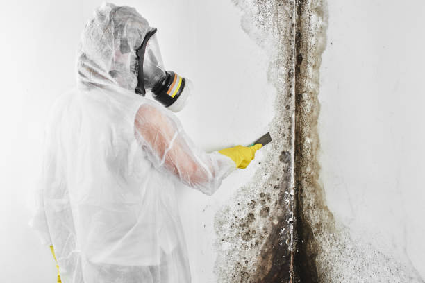 Best Residential Mold Removal  in Sunnyside, CA