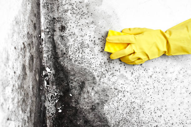 Best Mold Testing  in Sunnyside, CA
