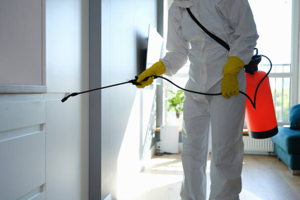 Best Fast Mold Removal  in Sunnyside, CA