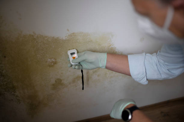 Best Local Mold Removal Service  in Sunnyside, CA