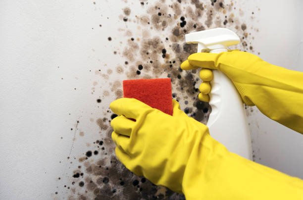 Best Professional Mold Removal  in Sunnyside, CA