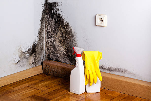 Best Mold Removal Near Me  in Sunnyside, CA