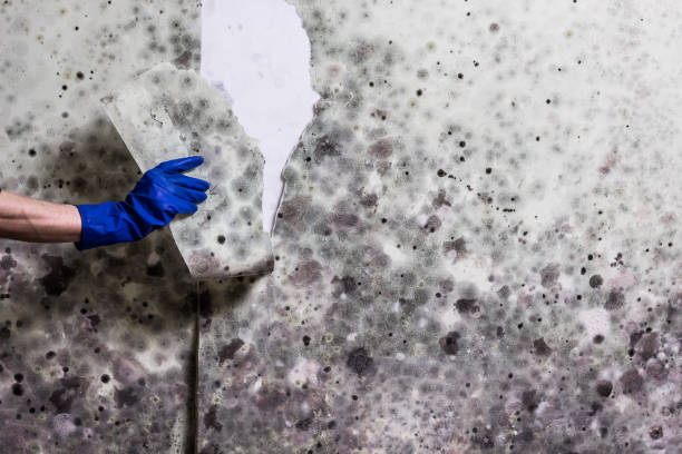 Best Mold Remediation  in Sunnyside, CA