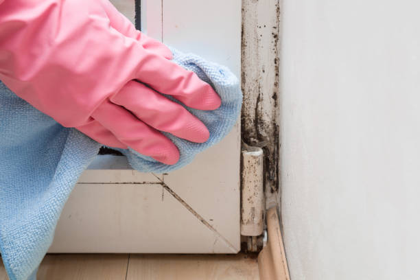 Best Mold Removal Specialists  in Sunnyside, CA